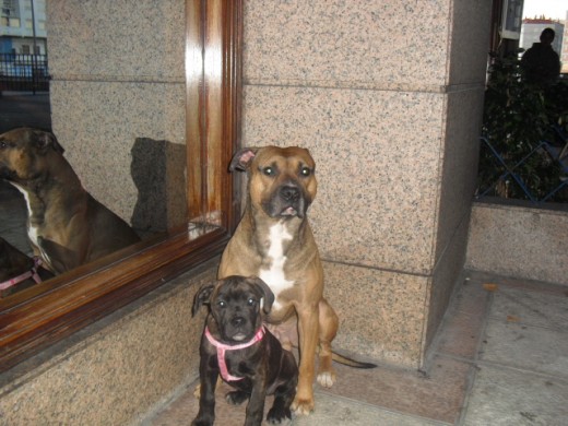 mi peke con una des sus amigas mi peke con una des sus amigas