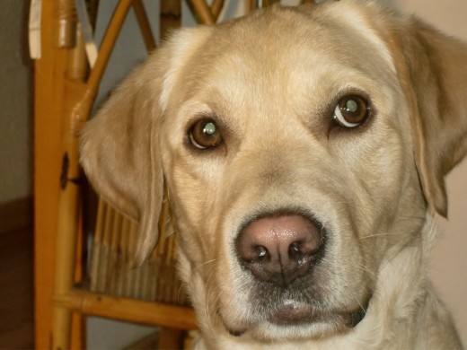 Es un perro juguetón ,le vuelve loco la comida .Cuando esta solo en casa se vuelve en un ladrón y abre cajones en busca de comida y cogerse sus juguetes.
Es un perro juguetón ,le vuelve loco la comida .Cuando esta solo en casa se vuelve en un ladrón y abre cajones en busca de comida y cogerse sus juguetes.