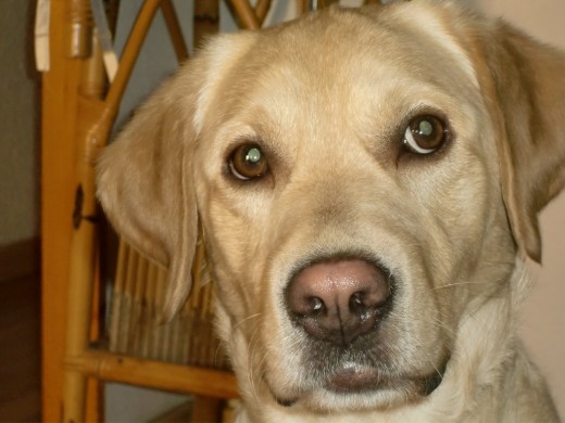  Es un perro juguetón ,le vuelve loco la comida .Cuando esta solo en casa se vuelve en un ladrón y abre cajones en busca de comida y cogerse sus juguetes.
