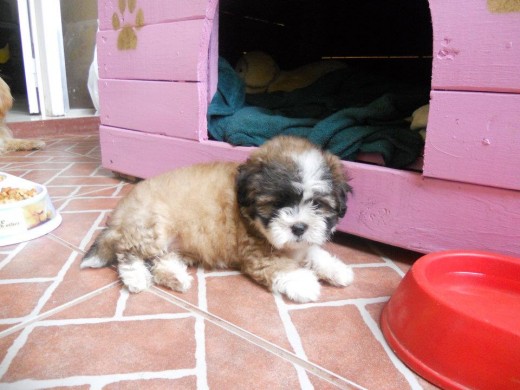 COCO SHIH TZU   