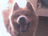 Hice muy feliz a mi familia humana porque fui un buen perro noble Hice muy feliz a mi familia humana porque fui un buen perro noble