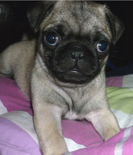 mi gordita mi gordita