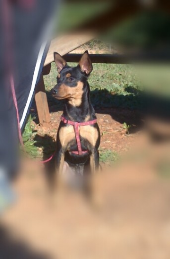 Es un amor, muy inteligente, muy obediente pero gallito con depende que perro. Es un amor, muy inteligente, muy obediente pero gallito con depende que perro.