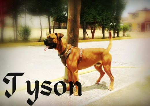 My bebé tyson con 11 meses..!