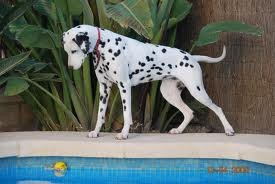 Carolina estaba mirando su pelota de tenis que se cayo al agua,luego ella metia la patita en el agua para sacarla y como no podia empezo a jemir.Pobrecita