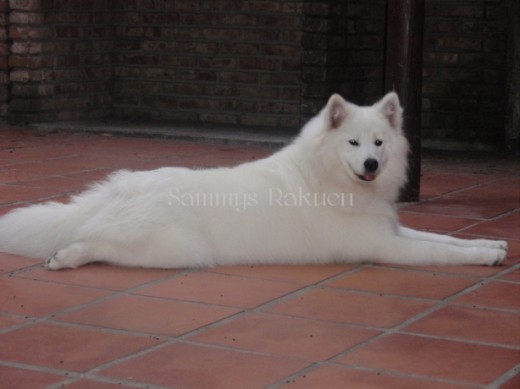 Una de las pocas veces que se queda quieta para una foto y era porque estaba agotada de tanto jugar. Es una cachorra muy inquieta y muy bella.
Su grupo en FB es, http://www.facebook.com/group.php?gid=82624360039 Una de las pocas veces que se queda quieta para una foto y era porque estaba agotada de tanto jugar. Es una cachorra muy inquieta y muy bella.
Su grupo en FB es, http://www.facebook.com/group.php?gid=82624360039