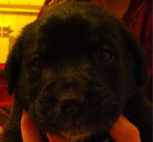 Coco es un cachorro de Labrador (mamá) con cruce de mastín (papa). Es muy bueno, no da ruido por las noches y es muy juguetón. Coco es un cachorro de Labrador (mamá) con cruce de mastín (papa). Es muy bueno, no da ruido por las noches y es muy juguetón.