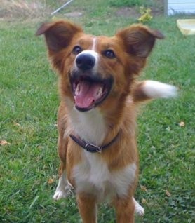 Collie al segundo día de acogerla