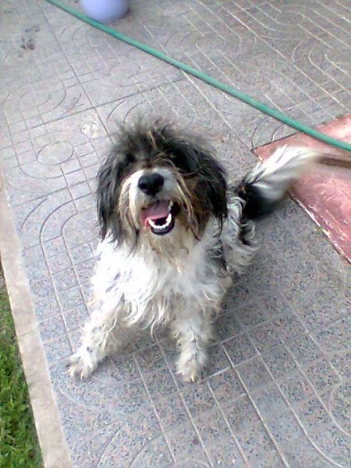 Ella es mi perra Coni ....
Ella es mi perra Coni ....