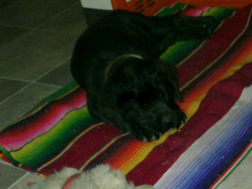 Despues de una larga caminata, una buena siesta :) Despues de una larga caminata, una buena siesta :)
