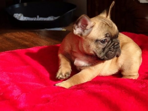 Cachorros Bulldog Frances listos para la entrega
cachorros bonitos de verdad se entregan vacunados y desparasitados y con garantia sanitaria cachorros chatos y sustanciosos y nacionales