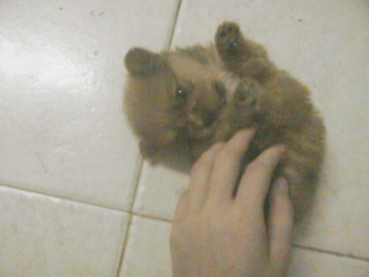 teddy. teddy.