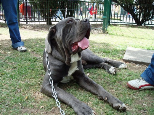 Drako descansando de una larga caminata en las cercanías del Lago de Chapultepec, en el Primer Encuentro de Mastines Napolitanos del Club del Mastin Napolitano en México el 28 de febrero del 2010