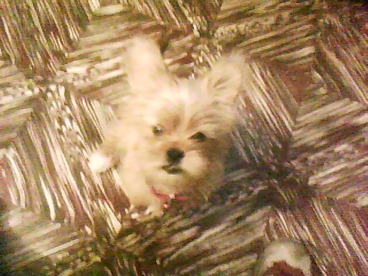 Esta el Lola, mi perrita cuando tenia 4 meses.. Esta el Lola, mi perrita cuando tenia 4 meses..