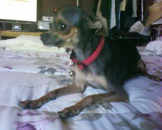 Dolly Dolly