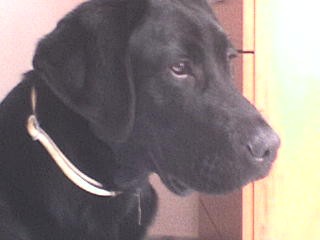 rufo rufo
