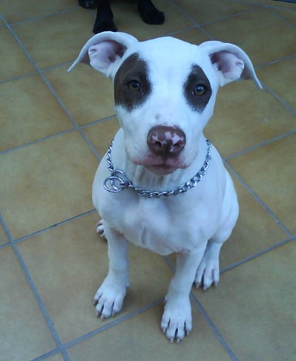 Esta es mi perrica Kyla.
Su padre es un Pitbull grande y la madre un Pitbull enano. Ella ha salido pequeñica.
Ahora la tiene la madre de mi ex novio. Esta es mi perrica Kyla.
Su padre es un Pitbull grande y la madre un Pitbull enano. Ella ha salido pequeñica.
Ahora la tiene la madre de mi ex novio.