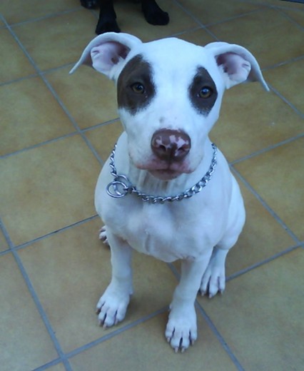 Esta es mi perrica Kyla.
Su padre es un Pitbull grande y la madre un Pitbull enano. Ella ha salido pequeñica.
Ahora la tiene la madre de mi ex novio.