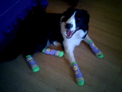 Mi perra en casa descansando con sus calcetines. Mi perra en casa descansando con sus calcetines.