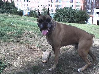 en el parque de enfrente de casa jugando con su palo. en el parque de enfrente de casa jugando con su palo.