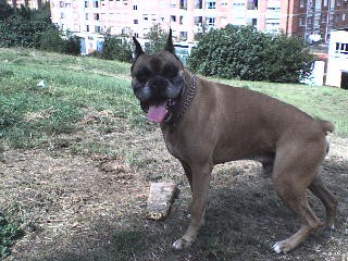 en el parque de enfrente de casa jugando con su palo.