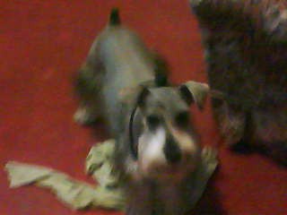 este es mi perro scrapy tiene 1año 7meses y es mui lindo y jugeton este es mi perro scrapy tiene 1año 7meses y es mui lindo y jugeton