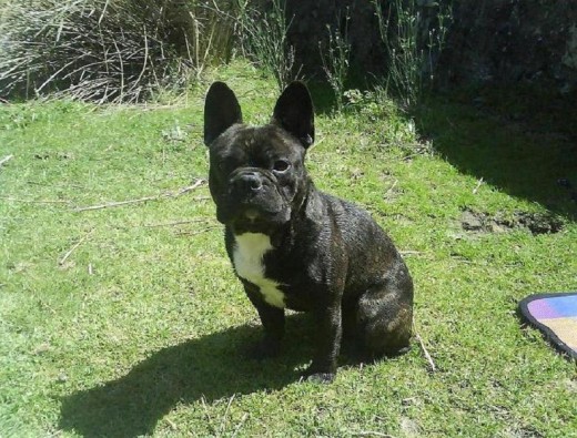 este perro es la caña de españa