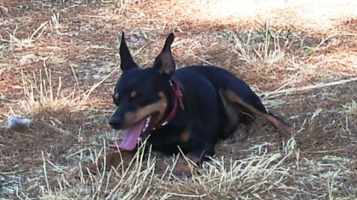 Dexter descansando de una larga caminata y tras hacerse su cama en el suelo. Dexter descansando de una larga caminata y tras hacerse su cama en el suelo.