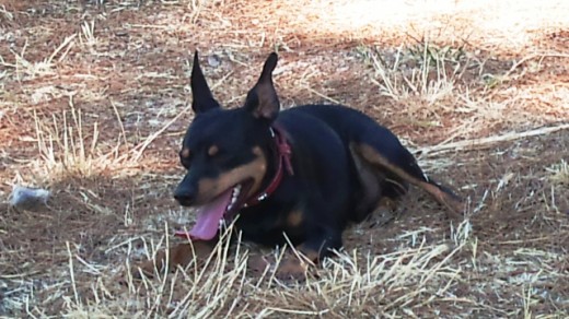 Dexter descansando de una larga caminata y tras hacerse su cama en el suelo.