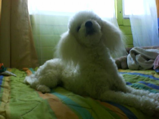 hola soy antonia una poodle de 2 años soy pequeñita y de color blanco, soy muy tierna y juguetona y amo9 a mi dueña como ella me ama ami. :)  <3