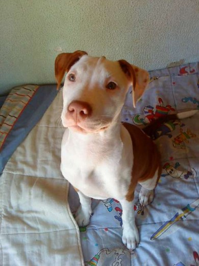 me llamo toby tengo tres años, busco novia o 
amante resivo hoja de vida en mi correo