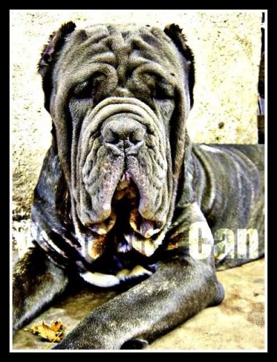 Este es Briga con su cara de yo no fui :)