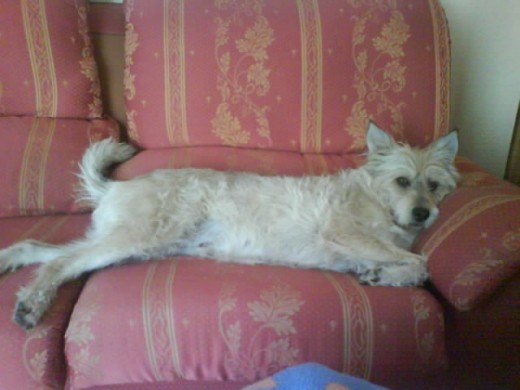 ahi esta acostada en su lugar reservado del sofa jeje