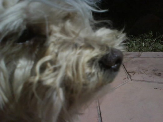 Descripcion:No Le Gustan Las Fotos D: Descripcion:No Le Gustan Las Fotos D: