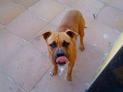 Con la lengua fuera!! xD Con la lengua fuera!! xD