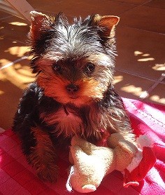 Kira con 4 meses! Kira con 4 meses!