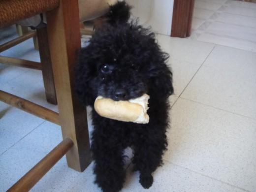 Soy adorable, con muy buen caracter y... Busco novio!!!