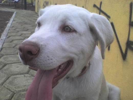 Yo en el parque con la lenguota afuera ... jejeje