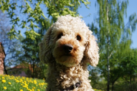 Un poodle medium, 40cm alta y 10kg en el color albaricoque.
Quiero ir al Epaña por el verano y busco un ciudad con los buenos parques o otra tierra por los perros. Tal vez queremos participar un curso agility o otro, por saber los perros y sus familias. ¨También qiero aprender más Epañol.
Un poodle medium, 40cm alta y 10kg en el color albaricoque.
Quiero ir al Epaña por el verano y busco un ciudad con los buenos parques o otra tierra por los perros. Tal vez queremos participar un curso agility o otro, por saber los perros y sus familias. ¨También qiero aprender más Epañol.