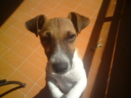 os presento a duque (4 meses y medio) os presento a duque (4 meses y medio)