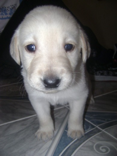 Mi brunito bello Mi brunito bello