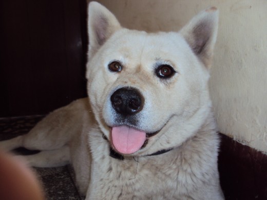 Esta es rasha una akita INU preciosa