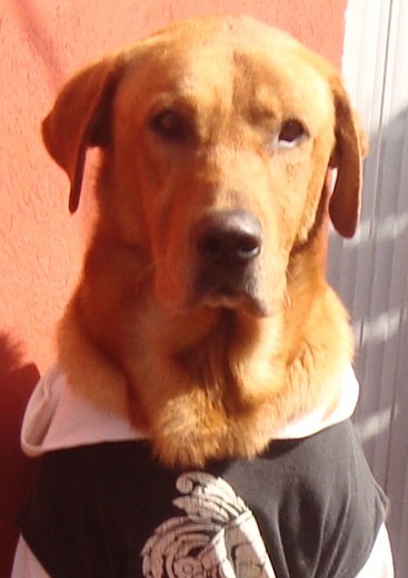 Mi Perro Es Un Labrador Rojo Zorro Mi Perro Es Un Labrador Rojo Zorro