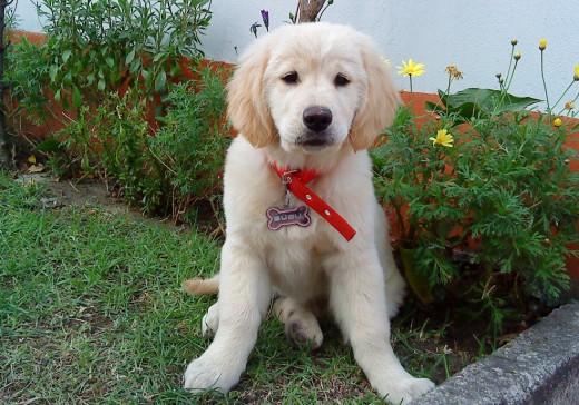 Nuestra Bubu (10 semanas),  ya es parte de la familia desde hace 4 días.