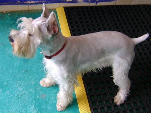 dexter busca novia dexter busca novia