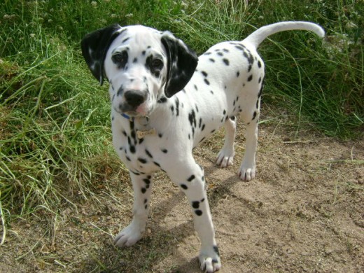ME ENCANTA EL CAMPO!! ME ENCANTA EL CAMPO!!