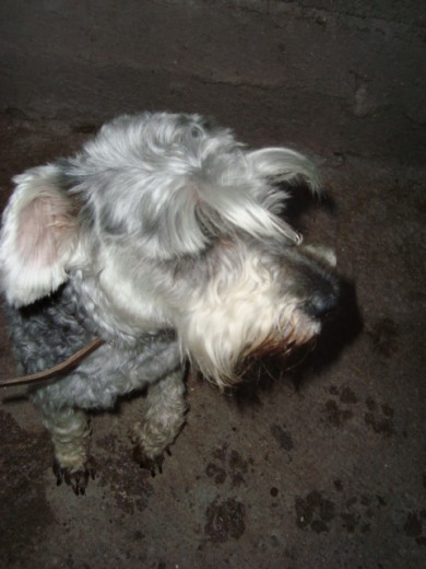 ES UNA CACHORRITA MUY NOBLE Y CARIÑOSA Y SOBRE TODO UNA MUY BUANA MADRE ES UNA CACHORRITA MUY NOBLE Y CARIÑOSA Y SOBRE TODO UNA MUY BUANA MADRE