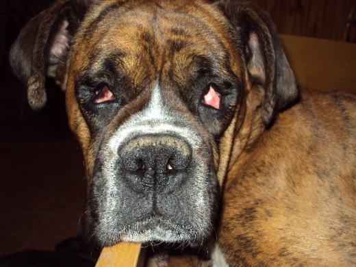 Soy Shandy, querian sacrificarme porque quedé ciega a los dos meses pero mis papas me adoptaron. No me tengas lástima soy una perra absolutamente normal y por sobre todo feliz!!! Soy Shandy, querian sacrificarme porque quedé ciega a los dos meses pero mis papas me adoptaron. No me tengas lástima soy una perra absolutamente normal y por sobre todo feliz!!!