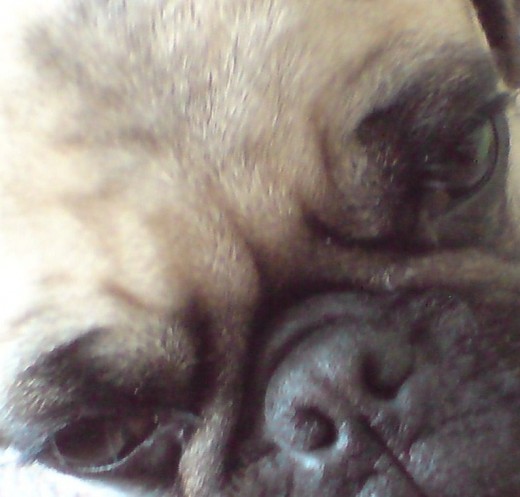 puppy monsalve puppy monsalve