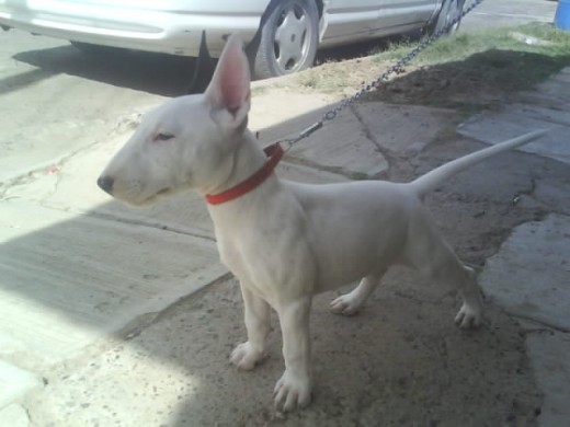 el es kimbo a los ".5 meses de edad el es kimbo a los ".5 meses de edad